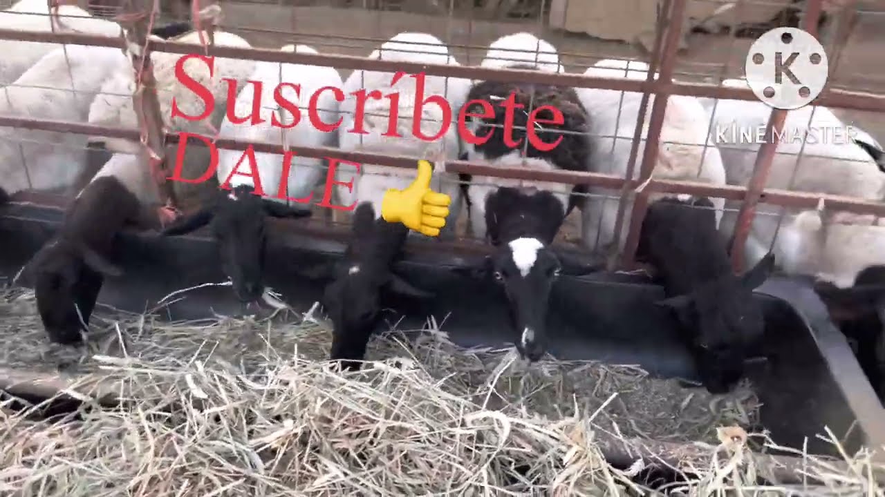 INSTALACION Y COMEDERO PARA BORREGOS