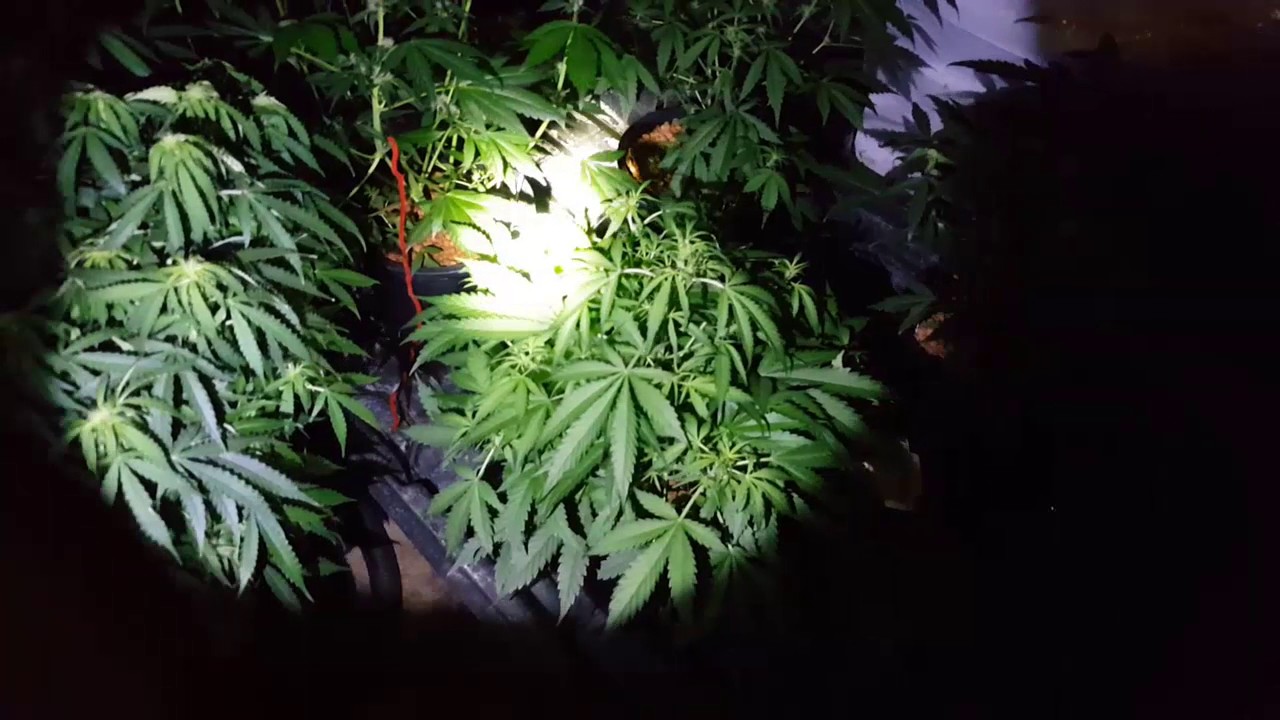 Day 65 Auto Ultimate Perfuct Sun MINI cardboard box grow