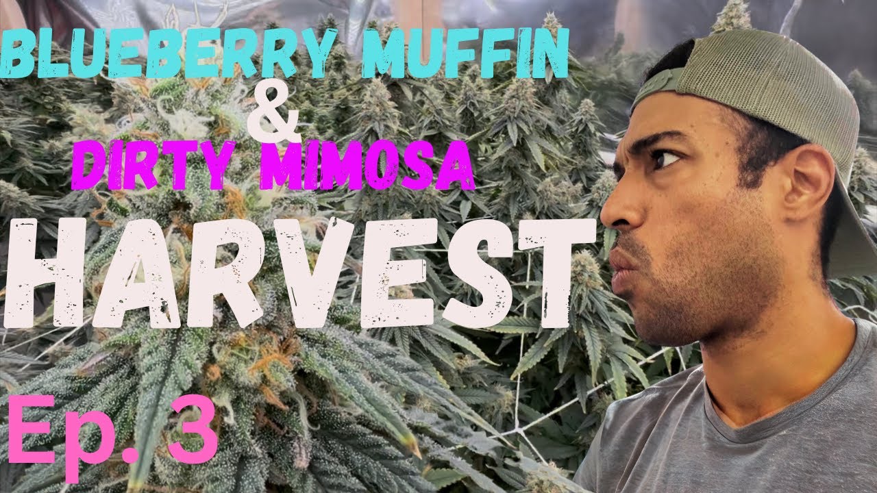 Seed to Harvest Ep.3 Blueberry muffin, Dirty mimosa ep3