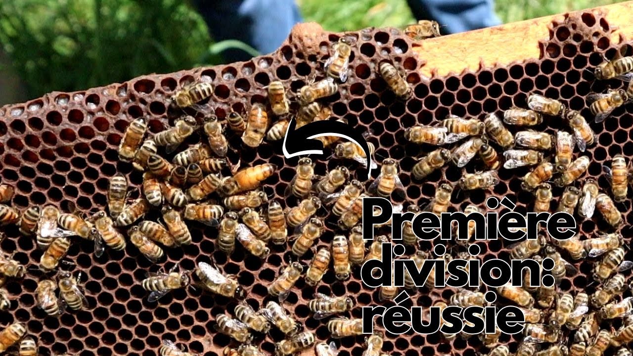 S2025.E7 - La première division est réussie!