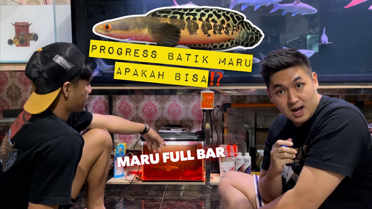 Progress maru batik⁉️ Review maru - maru baru dan juara @Fajar Arief