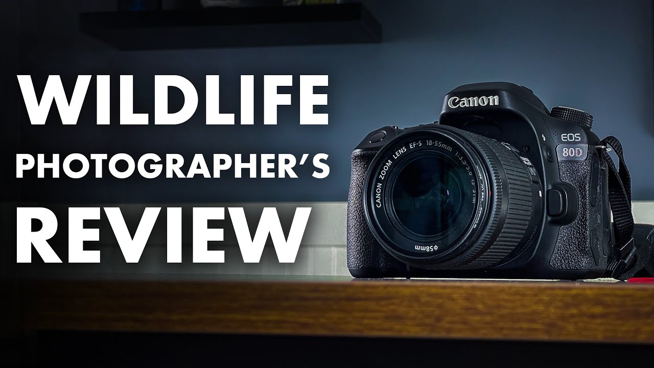 Canon 80D for Wildlife Photography - REVIEW