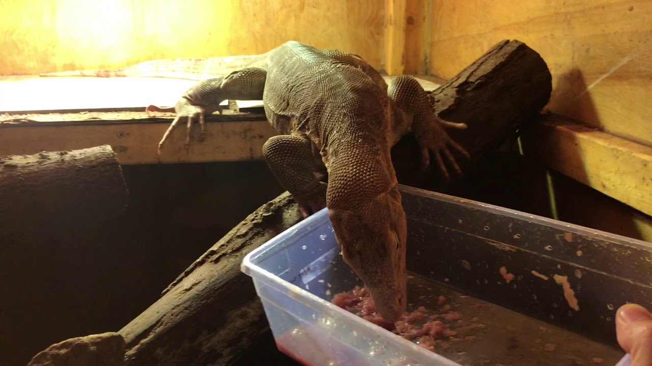 Water Monitor Diet and Feeding Schedule