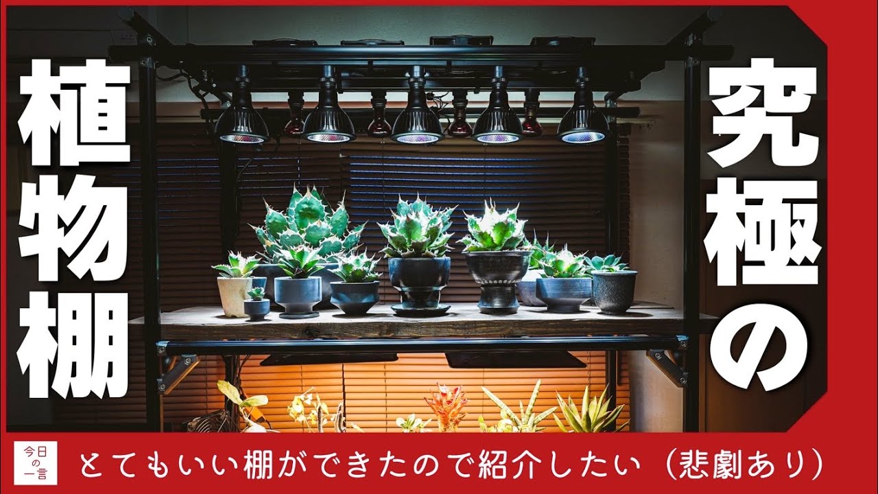 【DIY】古材とアルミフレームで理想の植物棚ができたので見て欲しい【アガベ・多肉】