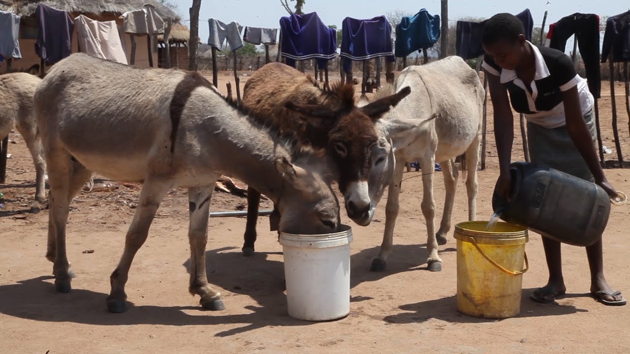 World Water Day: supporting donkeys and communities