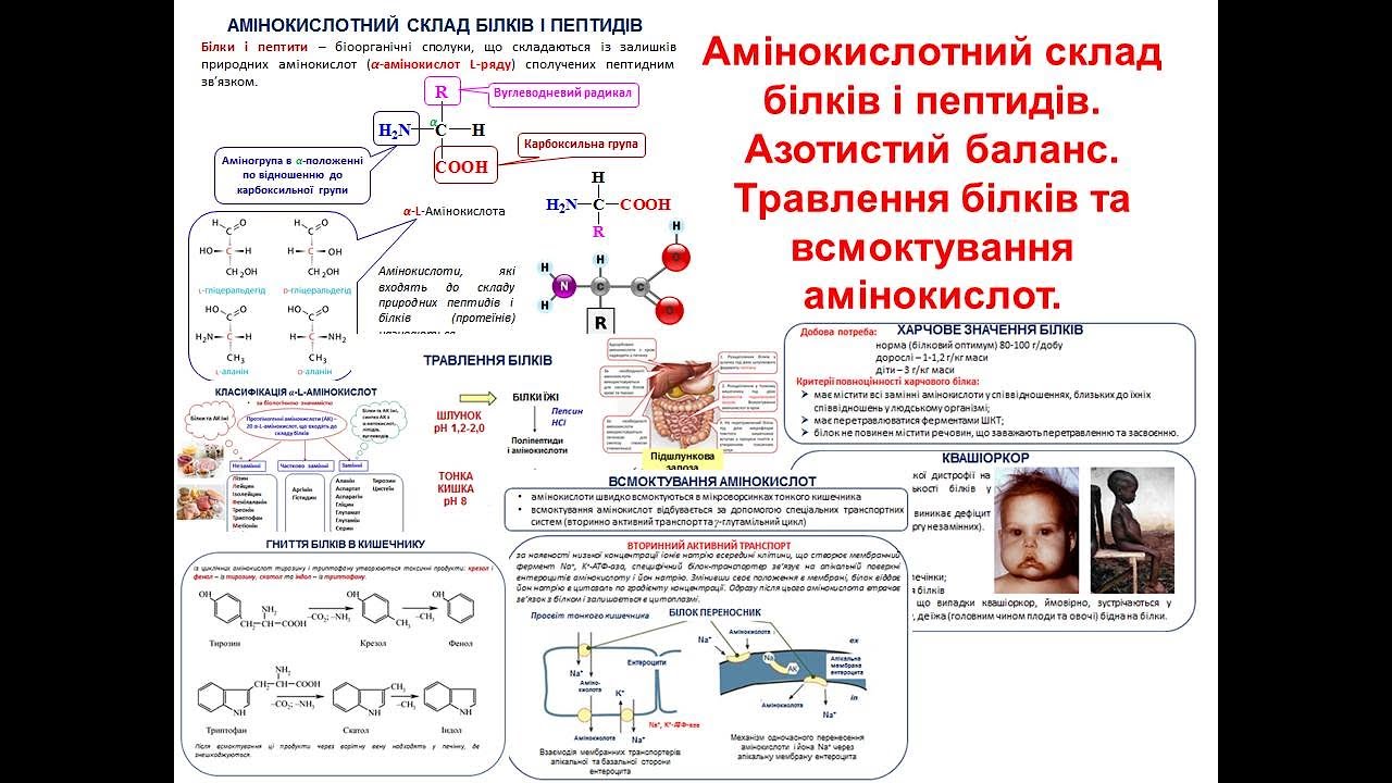 Крок 1 Біохімія Амінокислотний склад білків і пептидів. Травлення білків та всмоктування амінокислот