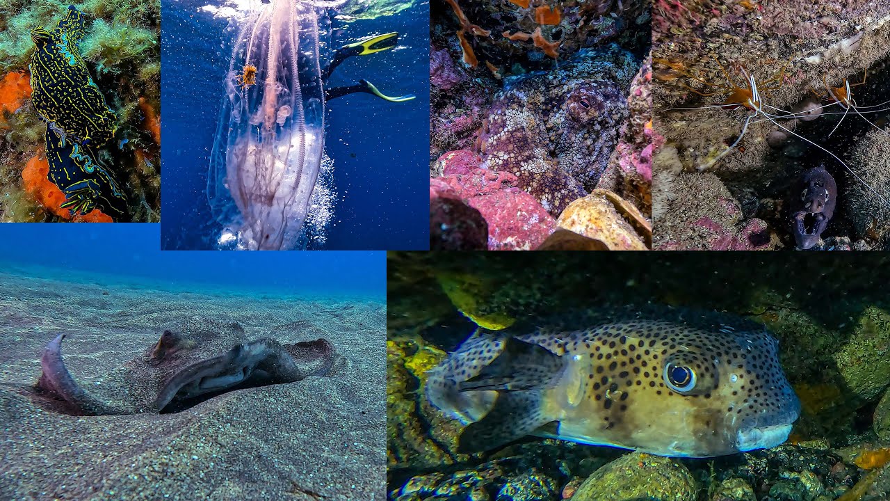 Buceo en Los Abrigos 03-01-2024