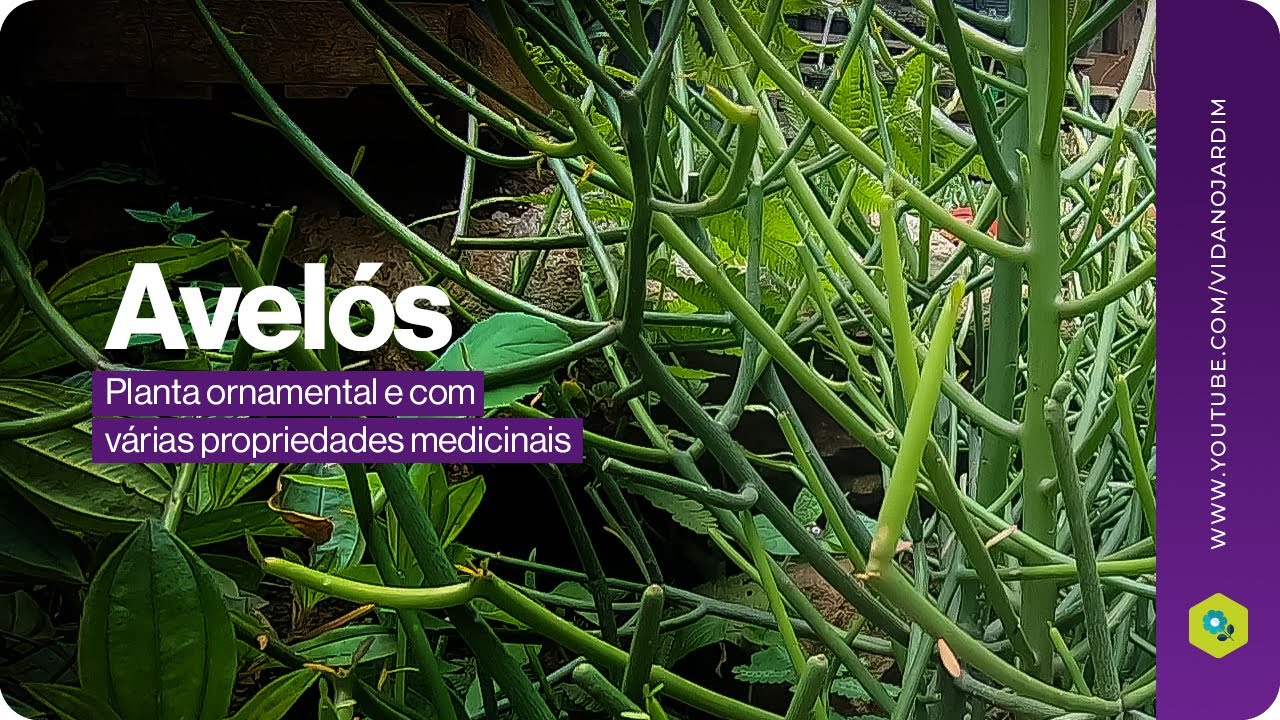 Planta ornamental e com várias propriedades medicinais