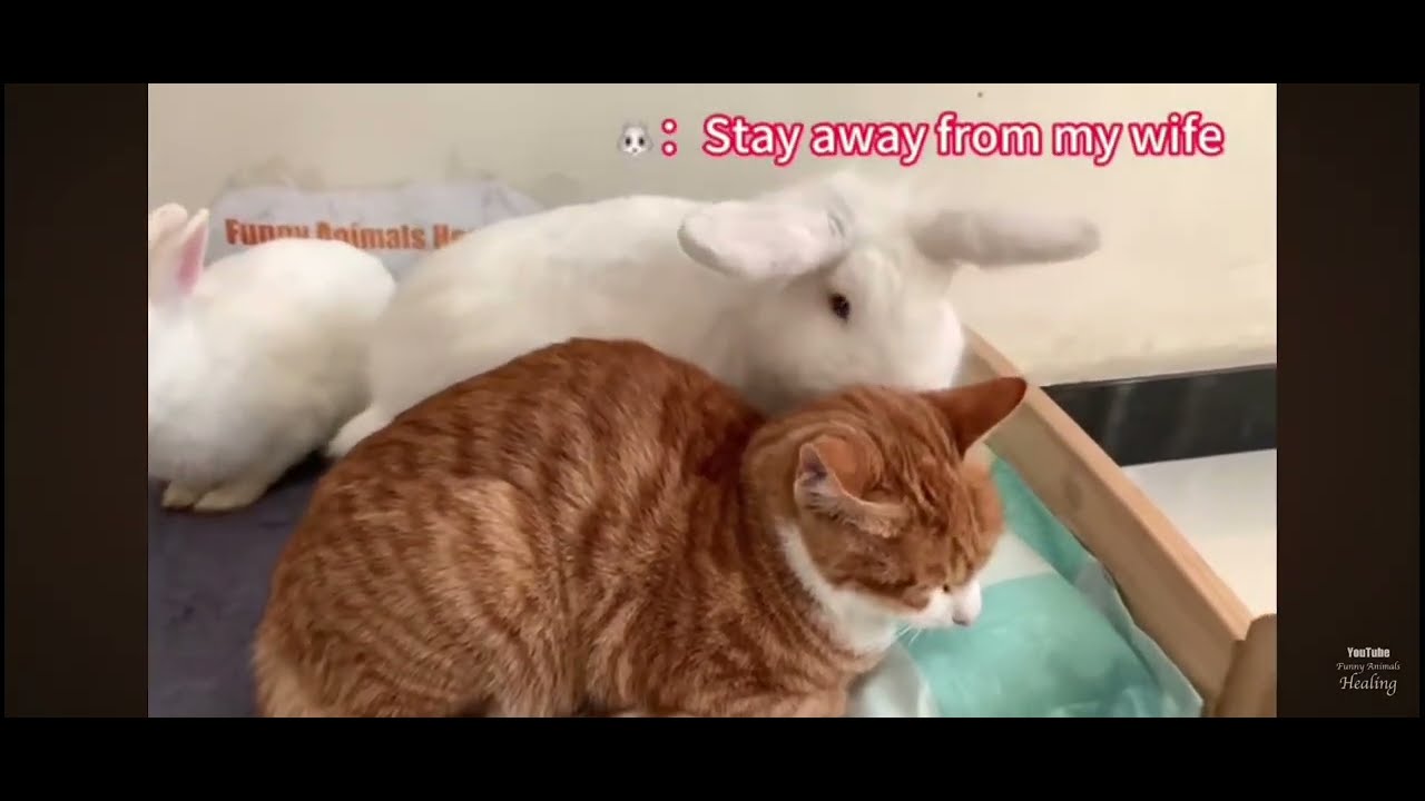 All cats are not harmful for rabbit#bunny #mybunny #rabbit #cute #cutecat 