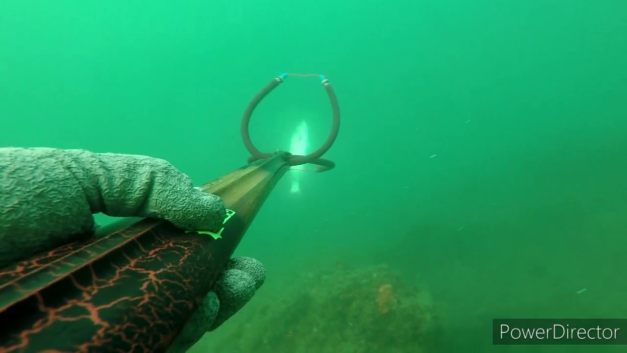 Pesca sub: Spigole XXL e corvina xl con 