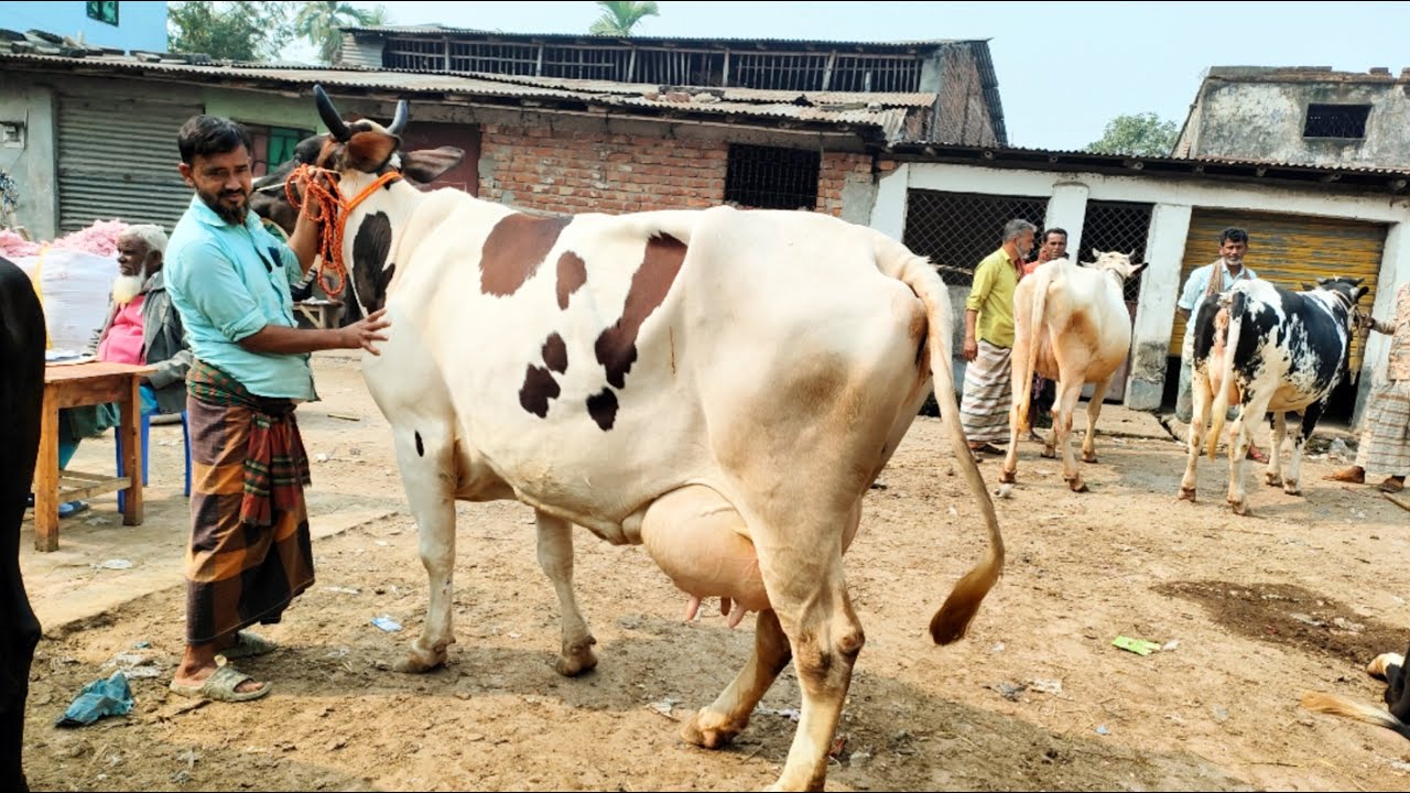 31/1/26/সেরা মানের ফ্রিজিয়ান প্রেগনেন্ট দাবি কিনতে চাইলে, এই ভিডিওটি আপনাদের জন্য।