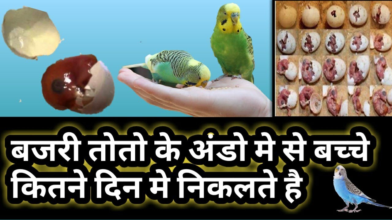 Australian Parrot Chicks Hatching Time || bajri totey ke ando me bacche kitne din bad nikalte hai