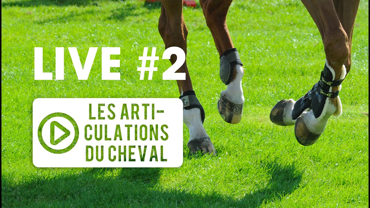 [ LIVE VÉTO 👨‍⚕️] #2 Articulations du cheval
