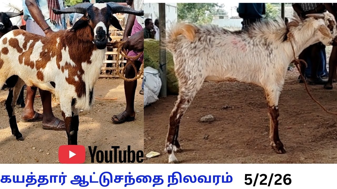 @ கயத்தார் ஆட்டுசந்தை நிலவரம் 5/2/26 . 