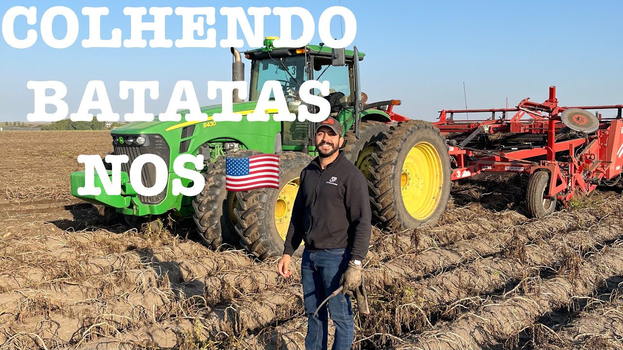 Um pouco sobre a colheita de batatas aqui nos Estados Unidos🇺🇸