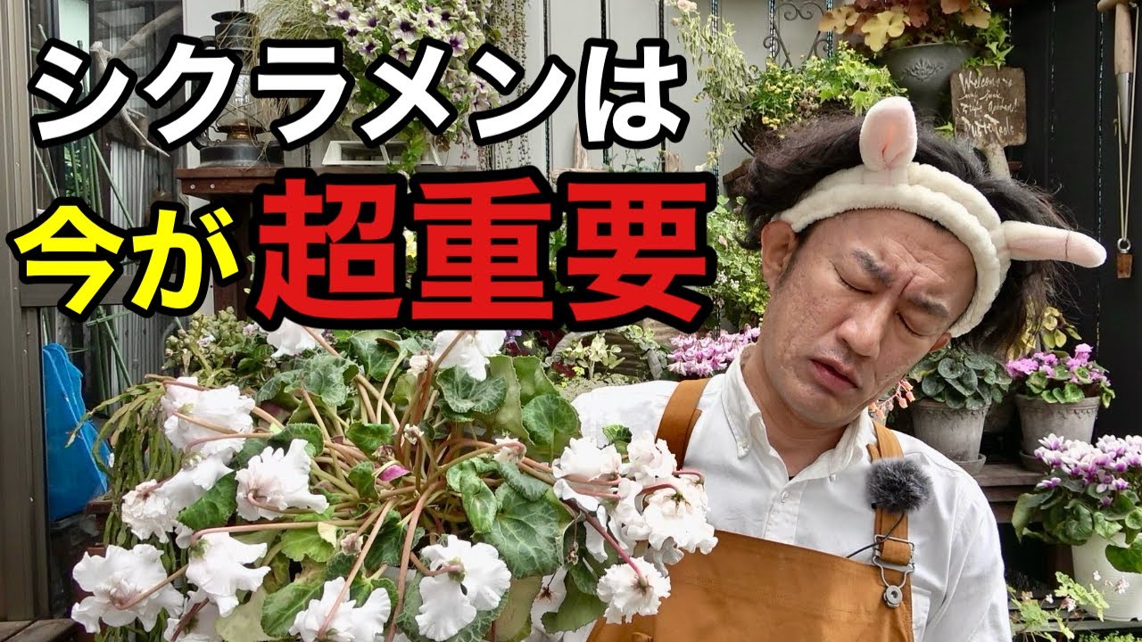 【お気をつけ下さい】やらかシクラメンの大事な作業   　【園芸超人カーメン君】