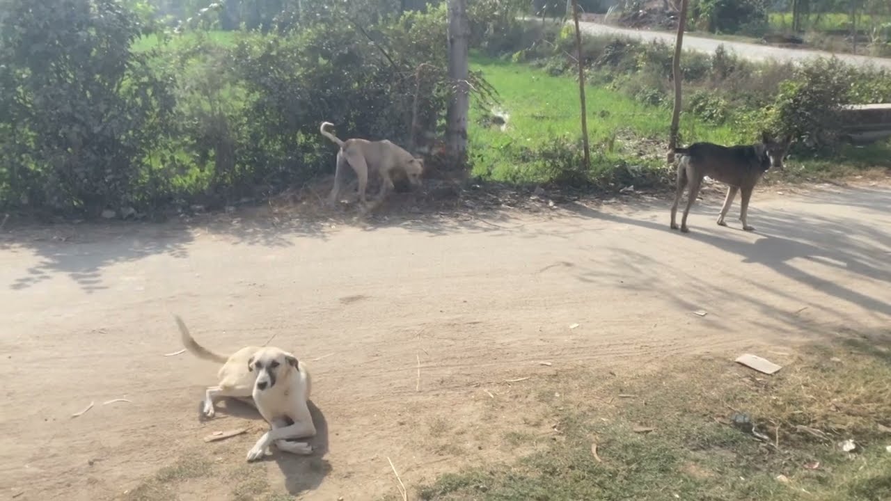 Desi Dogs Ki Meeting Ka Sahi Tarika | Village Dog Breeding Tips 