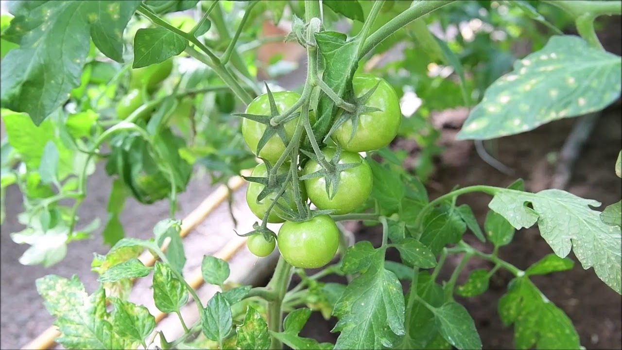 Movie from the Palace Garden, Solliden Palace and the Royal Greenhouse.