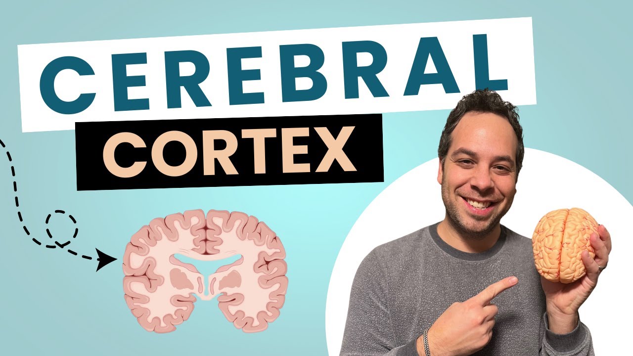 Cerebral Cortex I Cerebrum I Lobes of the Brain