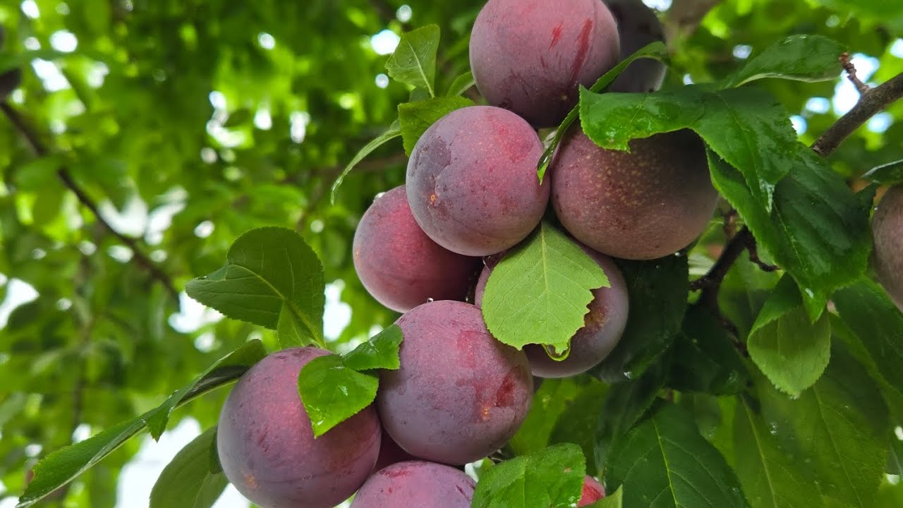 SACANDO MI COSECHA DE CIRUELAS II VIDA CON MARIA