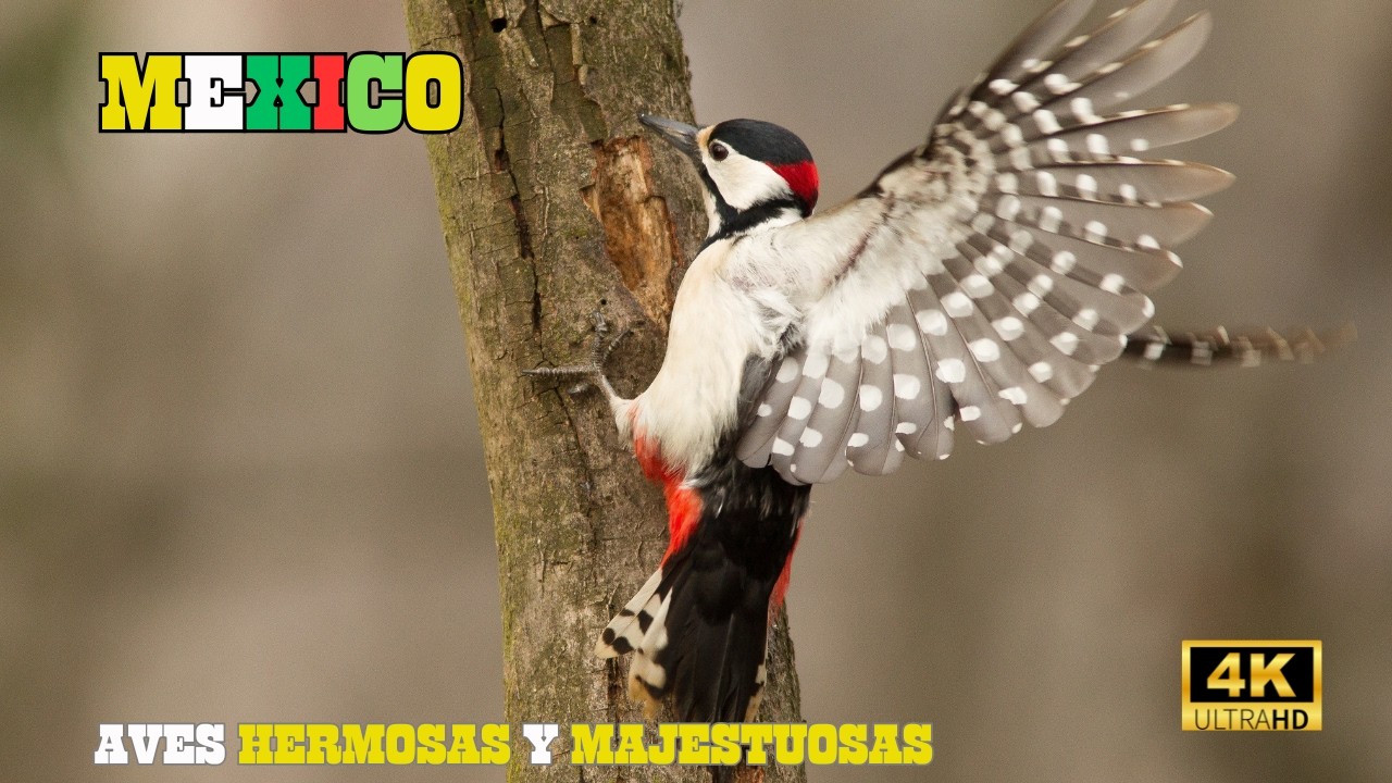 M&Eacute;XICO: AVES Preciosas y LEGENDARIAS | DOCUMENTAL Episodio 1