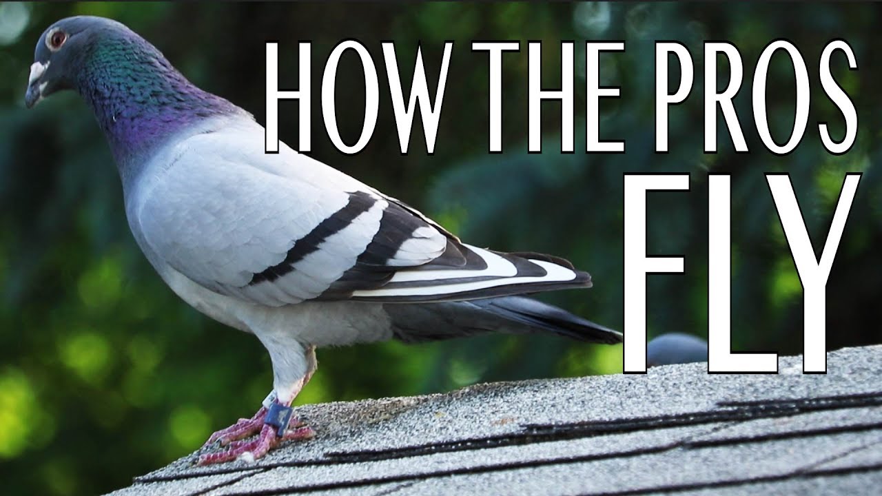 How The Pros Fly (Short Pigeon Racing Documentary)