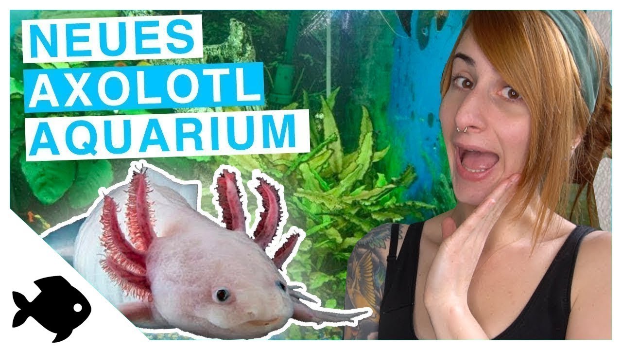 MEINE AXOLOTL // NEUES AQUARIUM + TIPPS // Kupferfuchs
