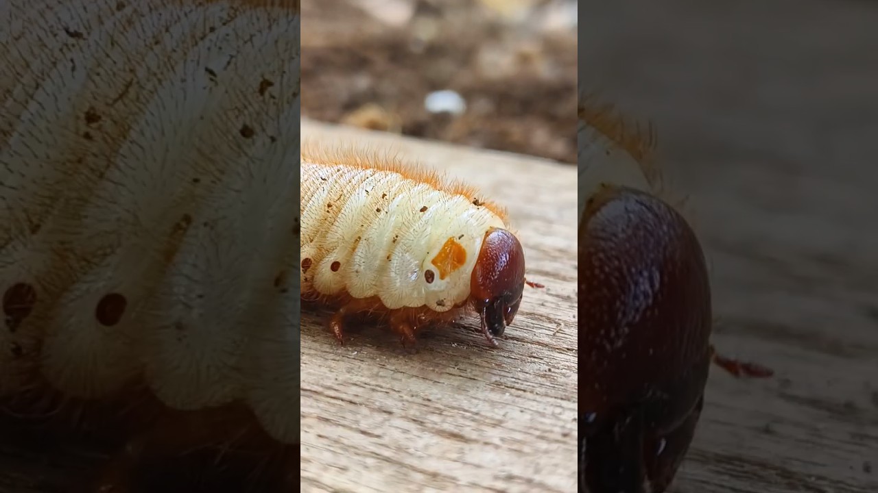 Lucu tapi seram juga yah Ulat larva kumbang 🤭🤭🤭 #snailhunter