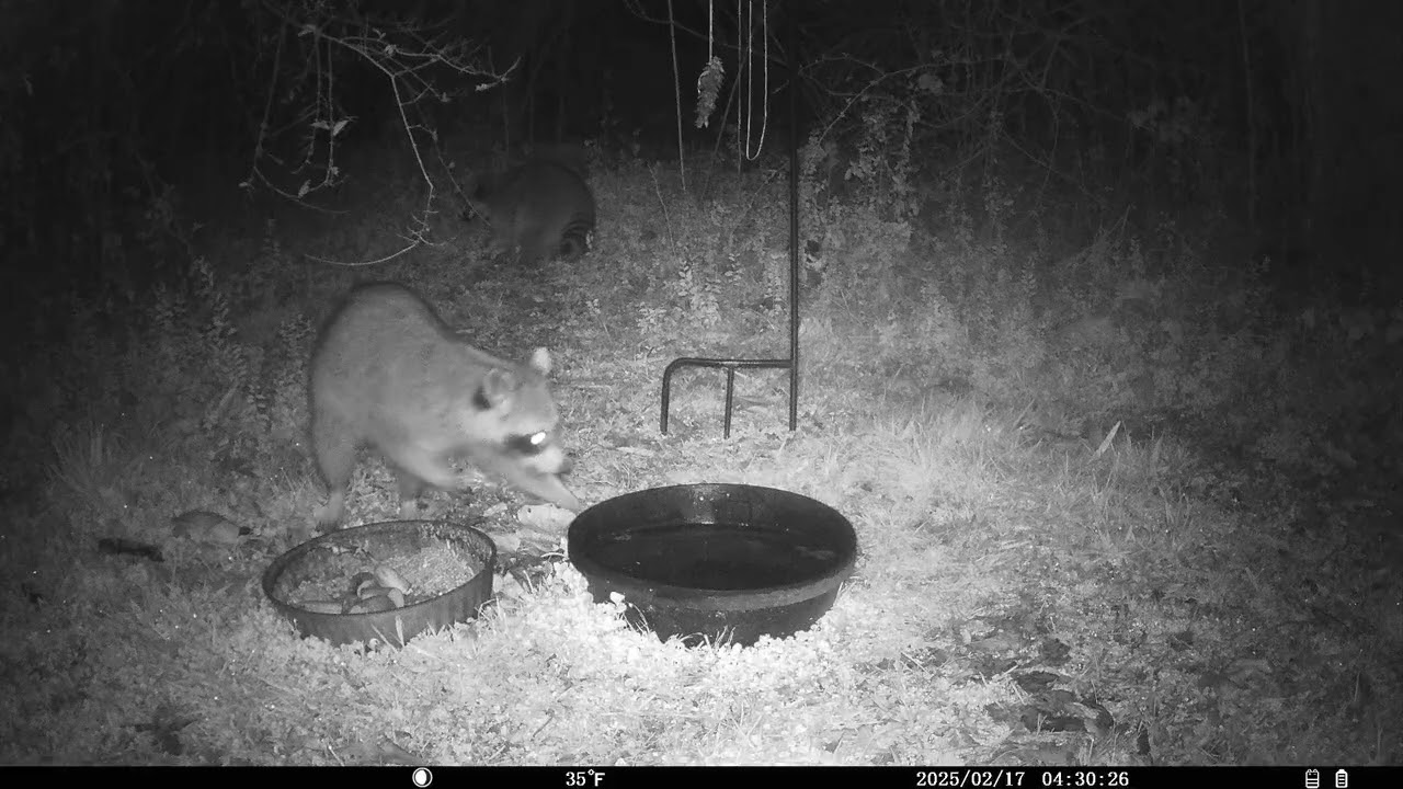 Trail Cam 2026 FEB 17