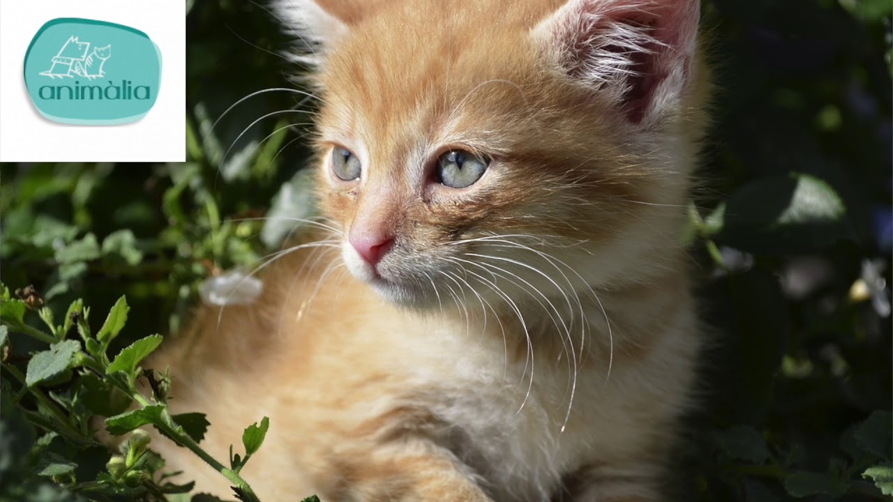 Tu primer gato - Consejos - Animalia Barcelona