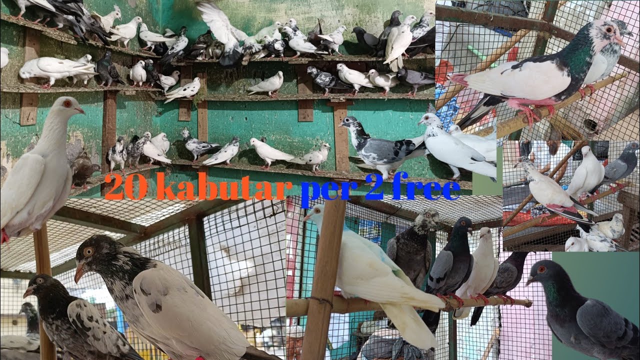2 October dashara special sale Rs 200 250 madrasi Punjabi desi kabootar 500 