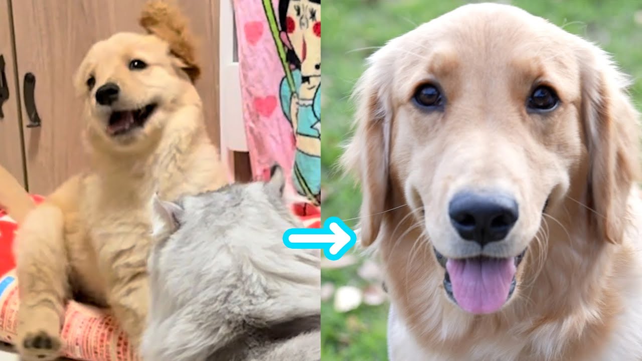 【成長記録】暴れん坊だった大型犬の子犬が超暴れん坊になるまでの軌跡【＃ゴールデンレトリバー】