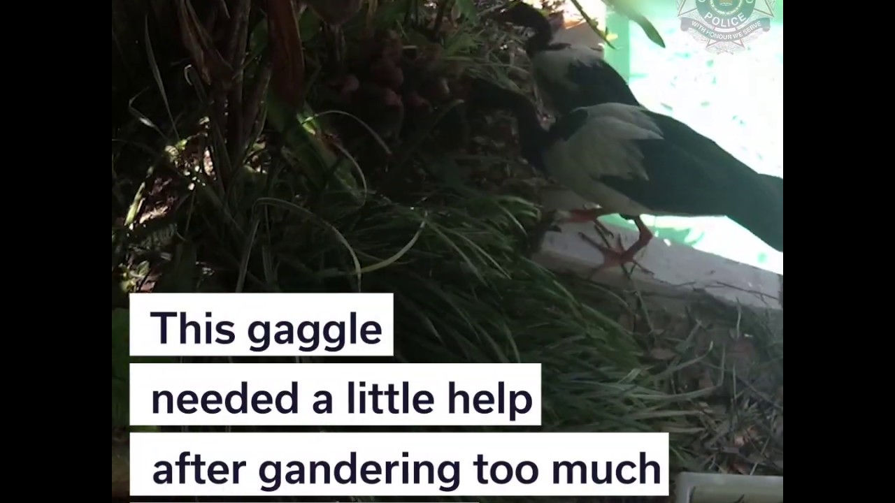 Goose Rescue