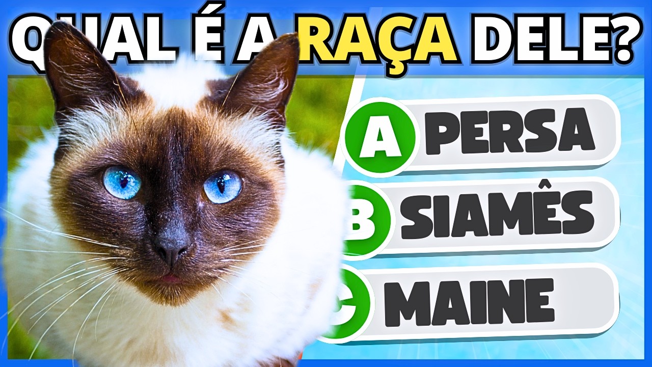 🐱 QUAL É A RAÇA DO GATO? | Você conhece bem os gatinhos? 🐈🧶 
