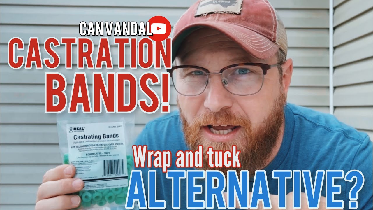 CASTRATION BANDS: Wrap and tuck alternative?