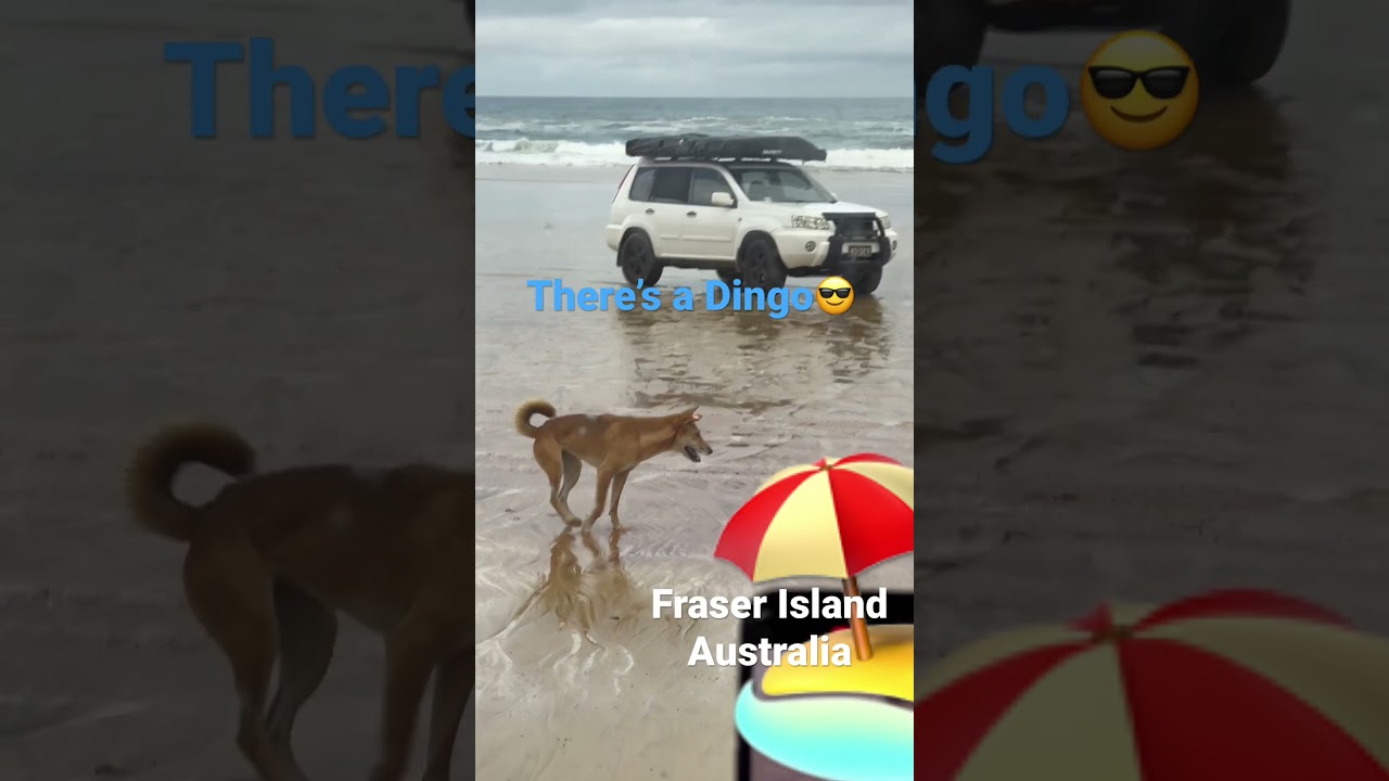 Dingo at Fraser Island #beach #exploreaustralia #australia #animals #dingo #beautiful