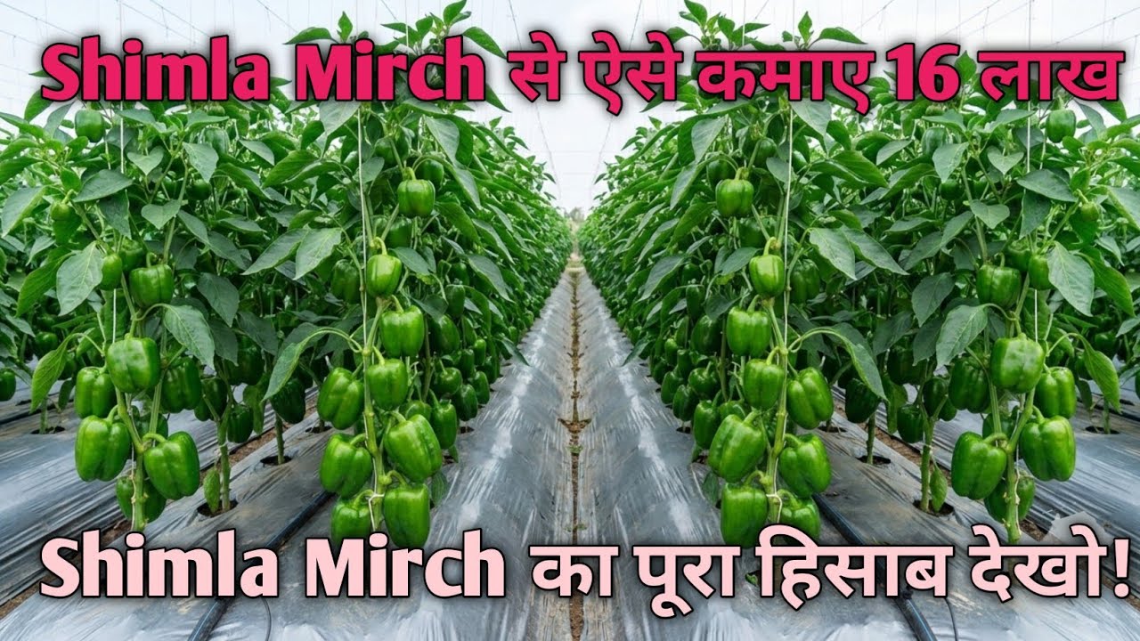 Shimla Mirch खेती 2026 | Shimla Mirch से 16 लाख कमाई – पूरा हिसाब किताब देखें | 