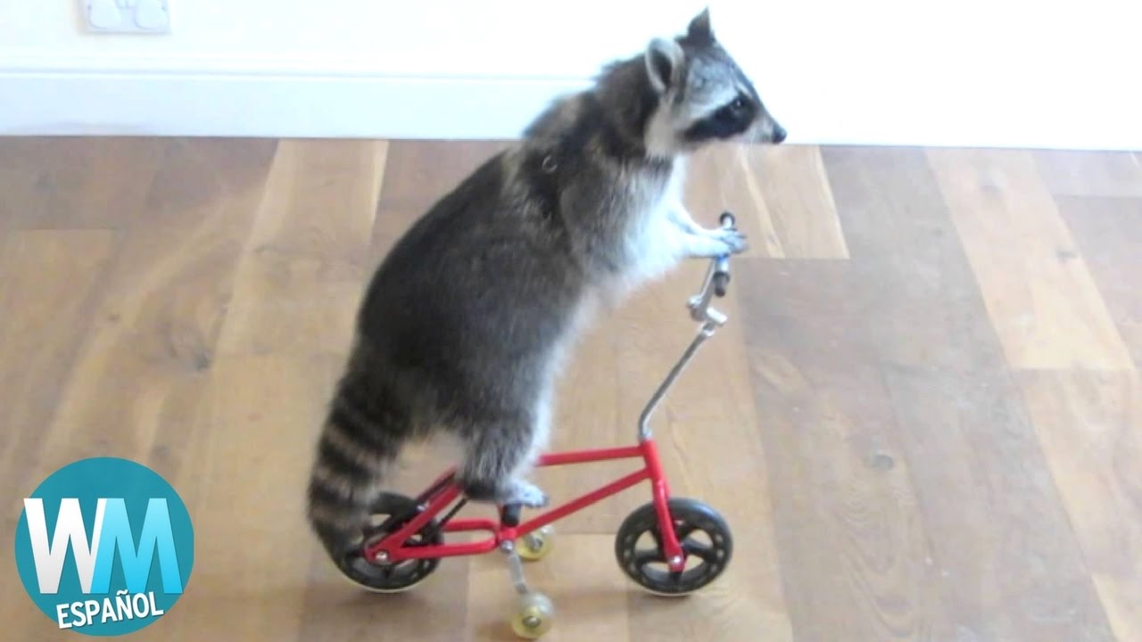 ¡Top 10 Animales Inteligentes!