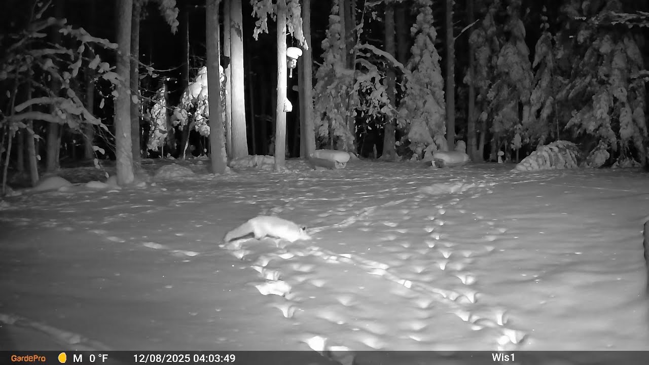 20251204 022707 game cam clips backyard spedup4x