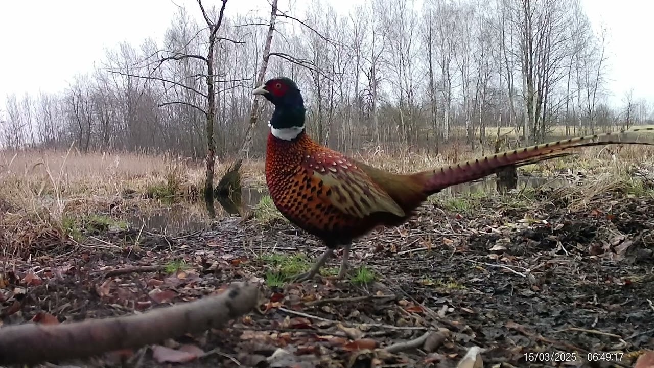 Fotopułapka - SiFar SF4.0CG Pro - Żurawie, Lisy, Bobry, Bażanty i inne - nad śródpolną rzeczką.