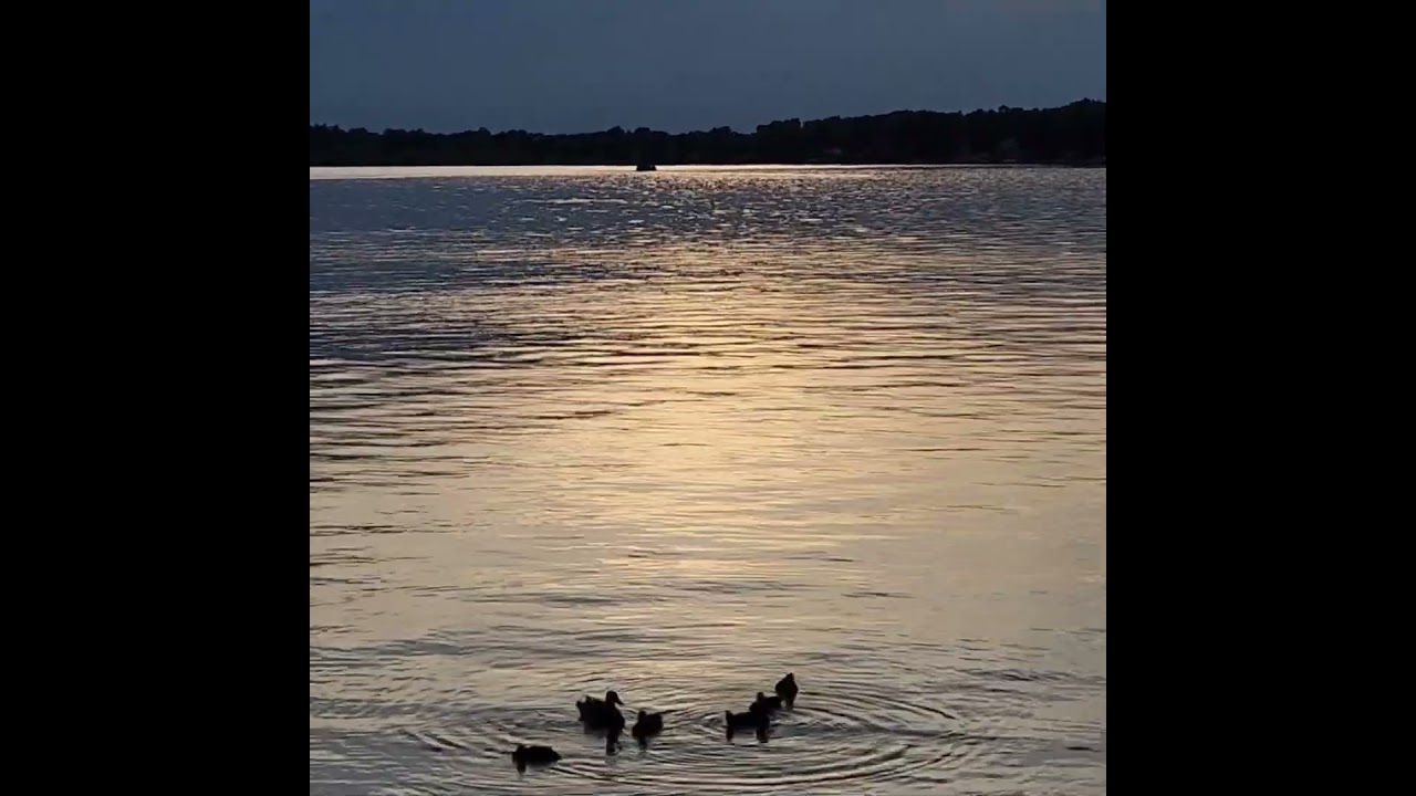 Relaxing | Cloudy Sunset | Lovely Duck Family 🧡🦆🛥