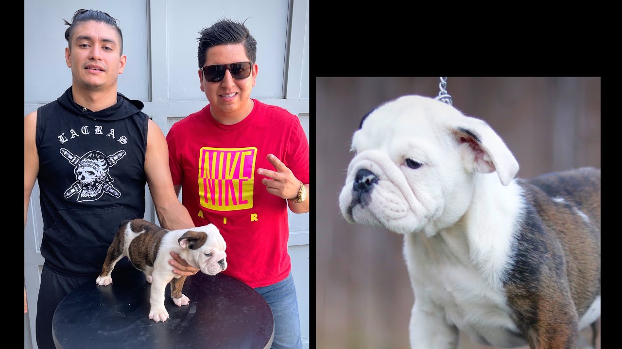 CHRISTIAN MEZA compra uno de mis cachorros BULLDOG INGLES