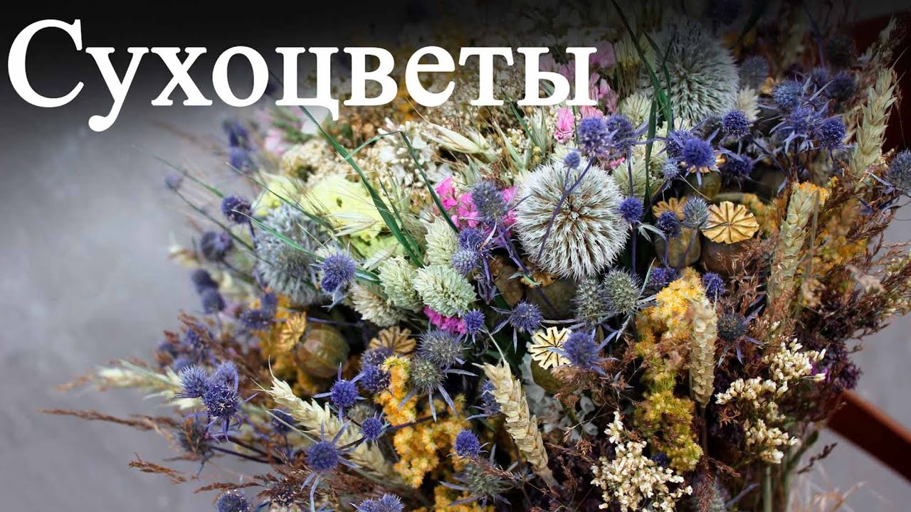 Красивые сухоцветы с фото, названиями и описанием