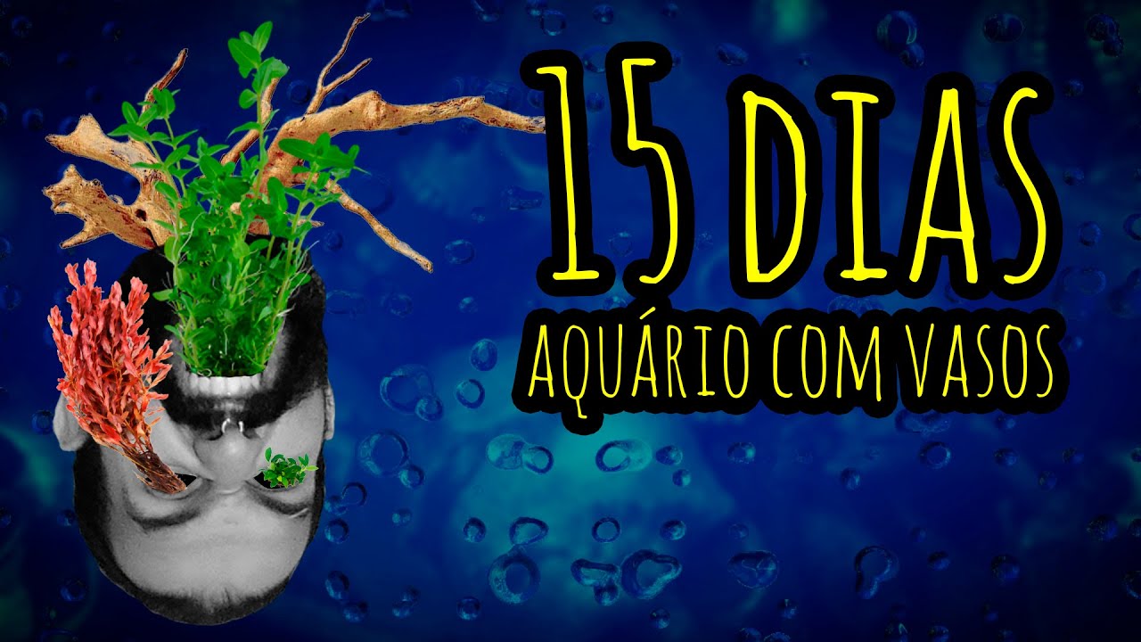 Aquário plantado com vasos - 15 dias - Aqua Gama