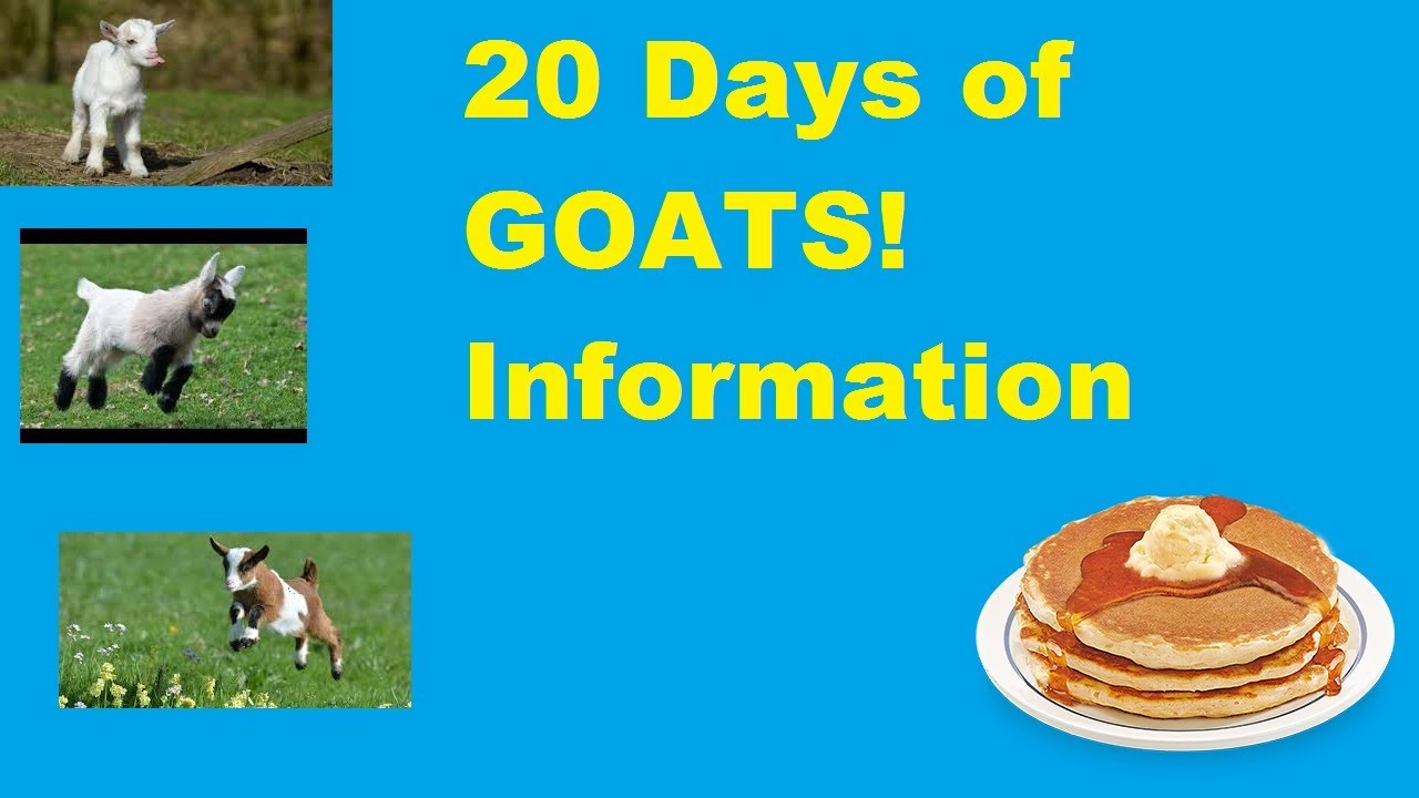 Madden 18 Ultimate Team 20 Days Of Goats Promo information Baby Goats!
