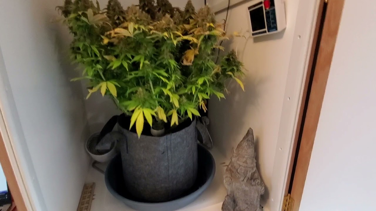 BlumenBot DZ1 Stealth Micro Grow Cabinet - Harvest #2 - Mazar