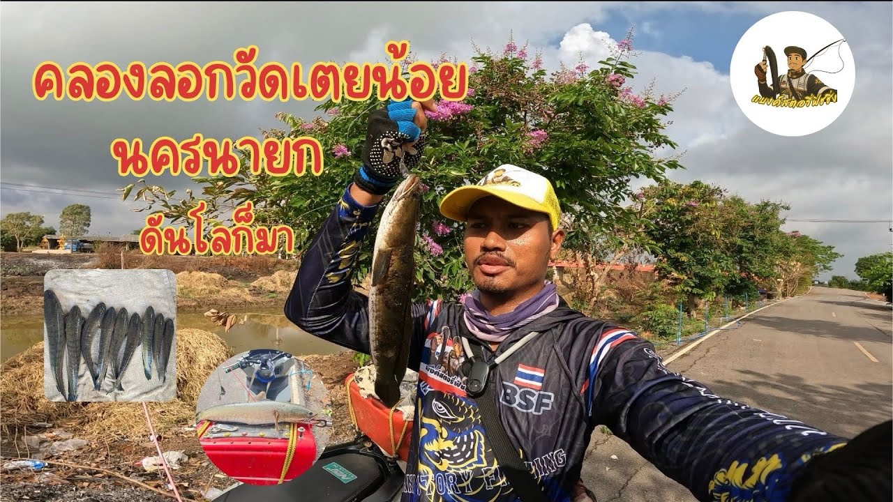คลองวัดเตยน้อย นครนายกอีกแล้ว #ตกปลาช่อน #fishing #ตกปลาช่อนข้างทาง #ตกปลาช่อนนครนายก #ตกปลาช่อนนา 