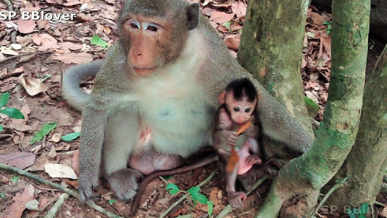 Monkey And Baby 21 - Baby Monkey Cry And Play