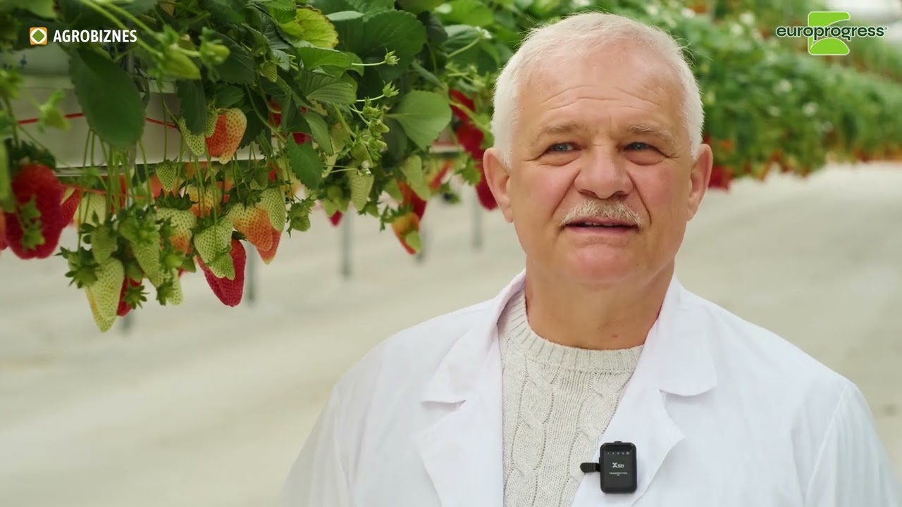 Ovidiu Ștefănescu, producător de căpșune: Cu sistemul Up&Down avem o productivitate cu 60% mai mare