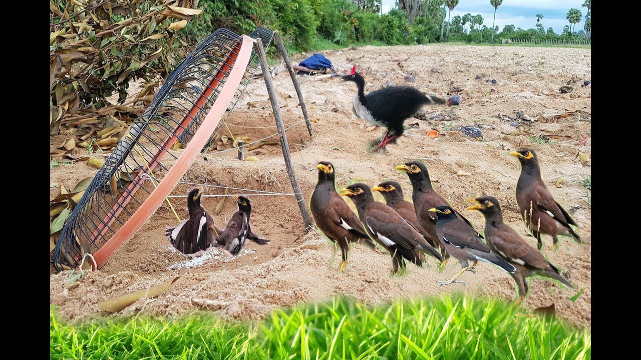 The Best Electric fan guard bird trap to catch  bird in my Village working 100% | Survival Trapping